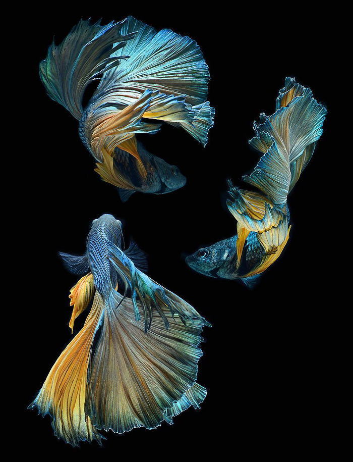 The-Elegant-And-Fantastic-Poses-Of-Aquarium-Fish-Captured-By-A-Thai-Photographer-5b713a14e7e5b__700