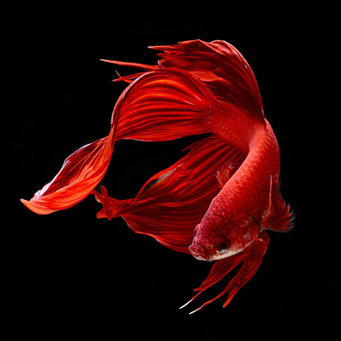 The-Elegant-And-Fantastic-Poses-Of-Aquarium-Fish-Captured-By-A-Thai-Photographer-5b713a1b2096d__700