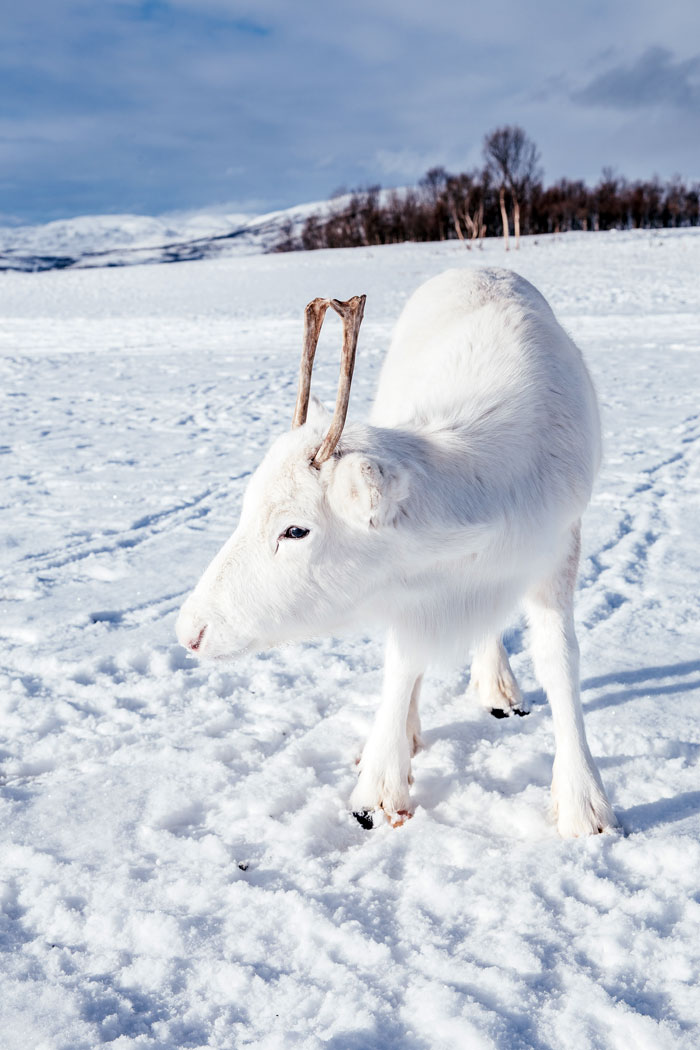 rare-white-baby-reindeer-norway-4-5c053569d10ec__700 (1)
