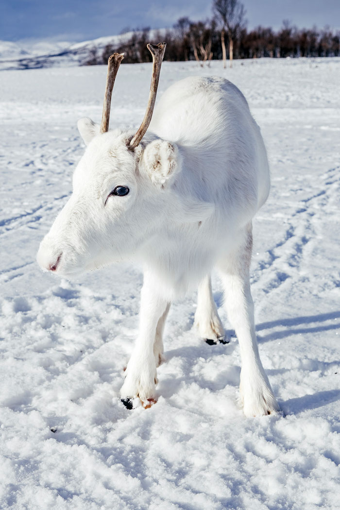 rare-white-baby-reindeer-norway-6-5c05356d941d0__700 (1)