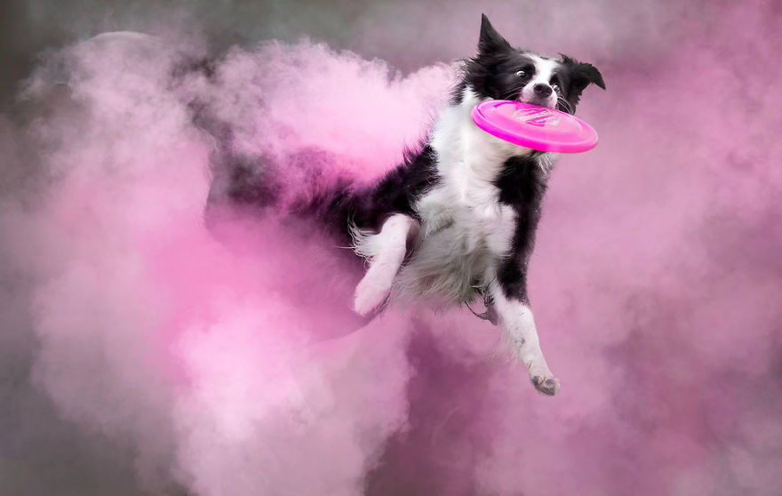This-Canadian-photographer-tossed-powder-on-some-dogs-and-made-something-amazing-15-images-5c4035b8414ca__880
