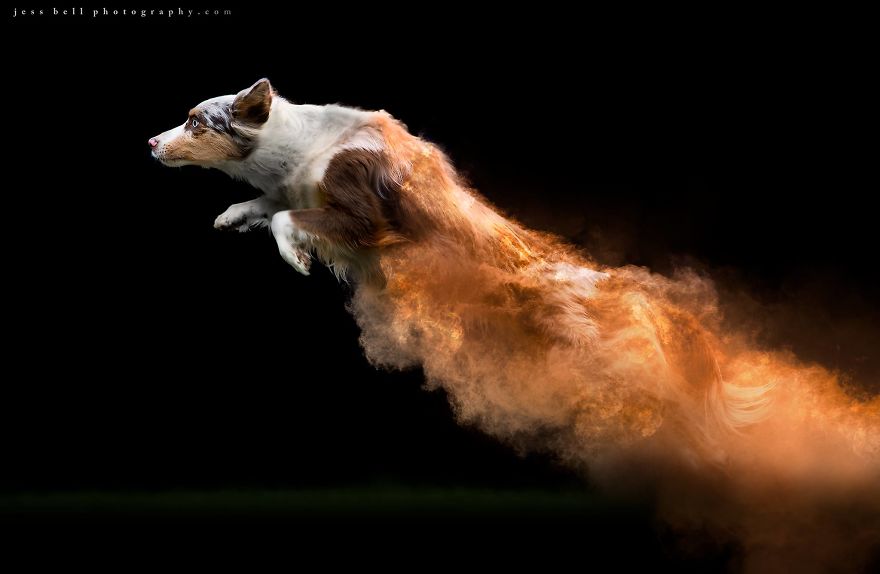 This-Canadian-photographer-tossed-powder-on-some-dogs-and-made-something-amazing-5c3f504b2de7e__880